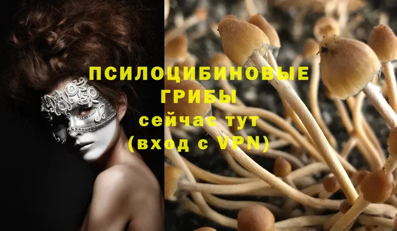 где продают   Орск  Галлюциногенные грибы Psilocybe 